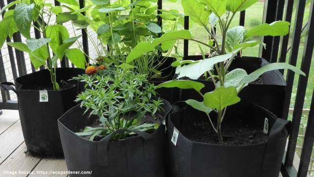 植物用バッグ vs. プラスチック鉢