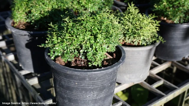 植物用バッグ vs. プラスチック鉢